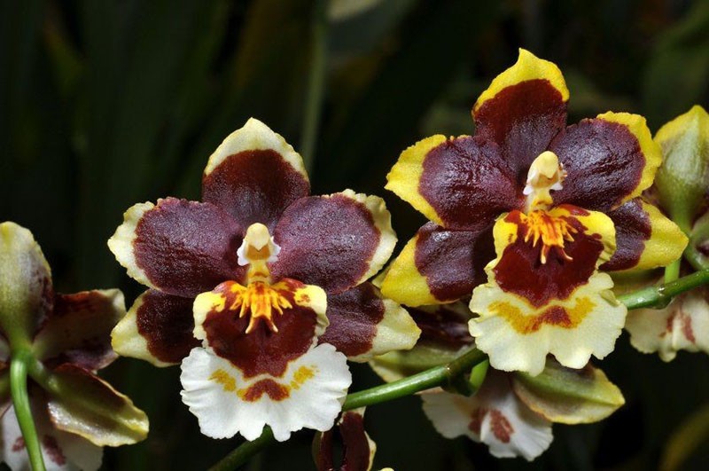 weelderig bloeiende oncidium orchidee