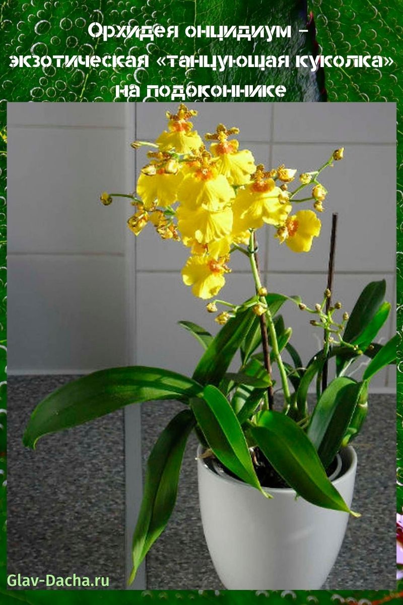orhideja oncidium