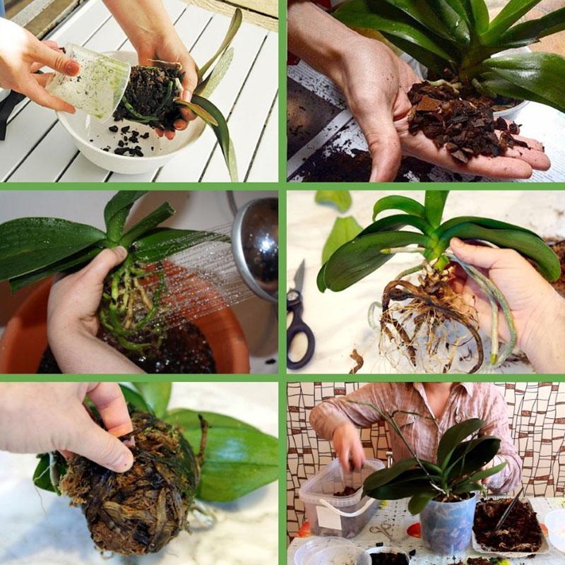 pravila presađivanja orhideja