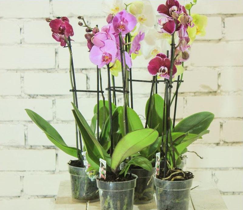 gekochte orchideeën thuiszorg