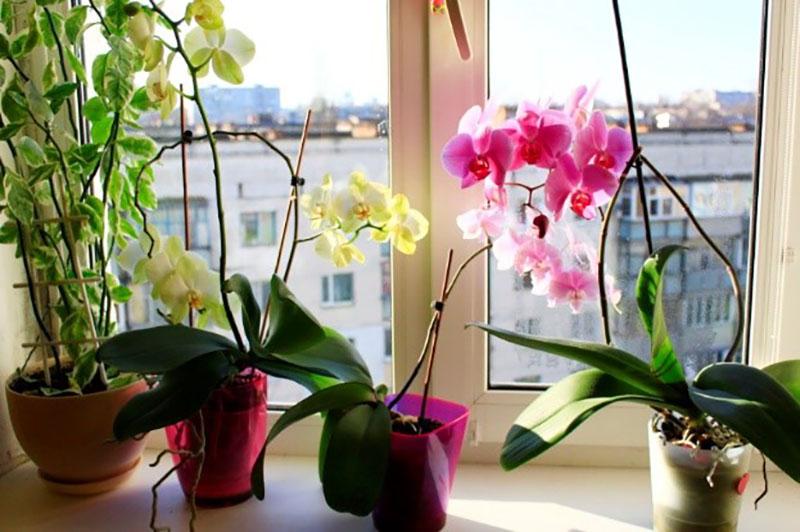 hoe zorg je voor een bloeiende orchidee