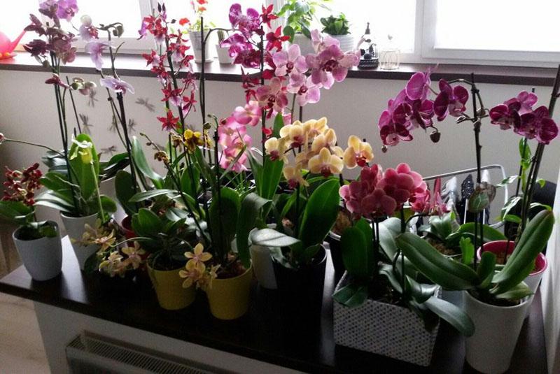 prachtige orchideeën in huis