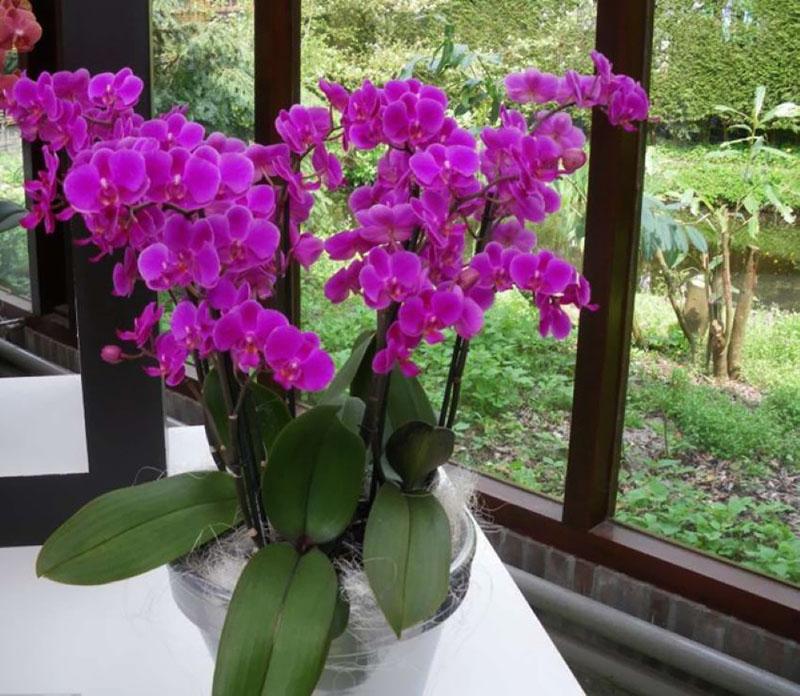 comfortabele temperatuur voor orchideeën