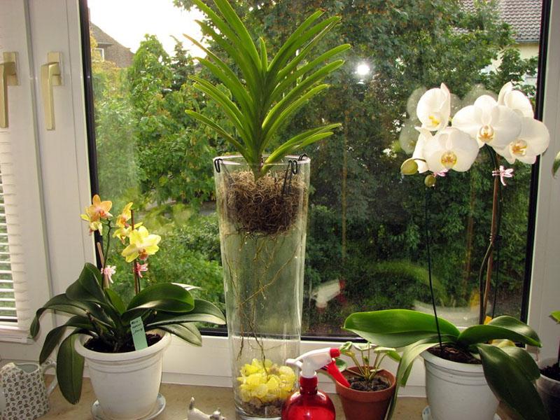 Orhideja: kućna njega u skladu s režimom osvjetljenja