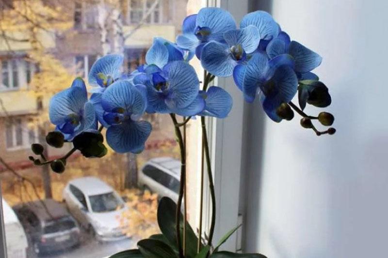 de orchidee staat in volle bloei