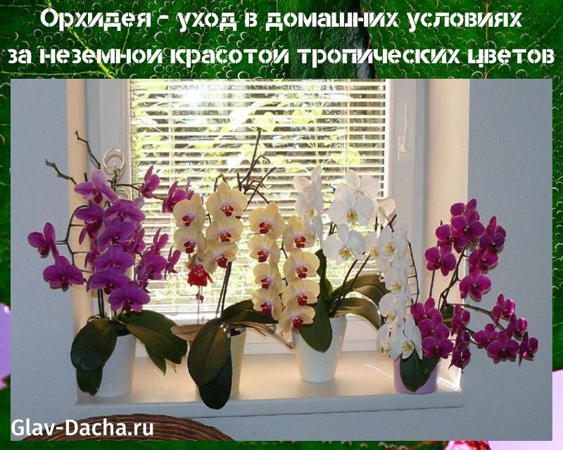 kućna njega orhideja