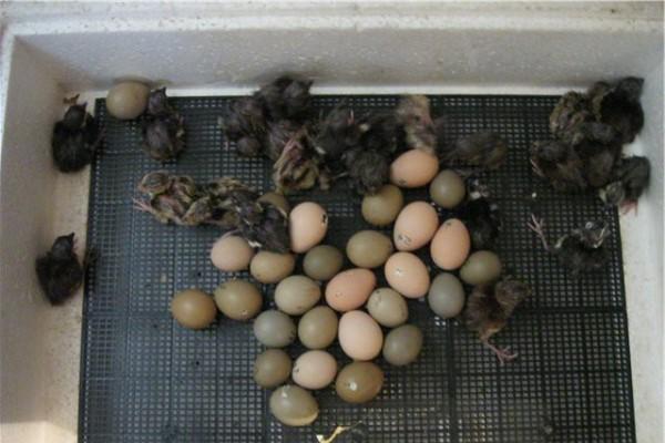 Jaja fazana u inkubatoru