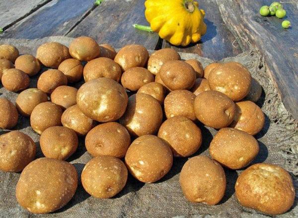 kiwi aardappel knollen