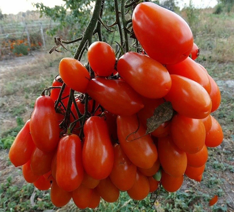 hoogproductieve tomaat Flashen