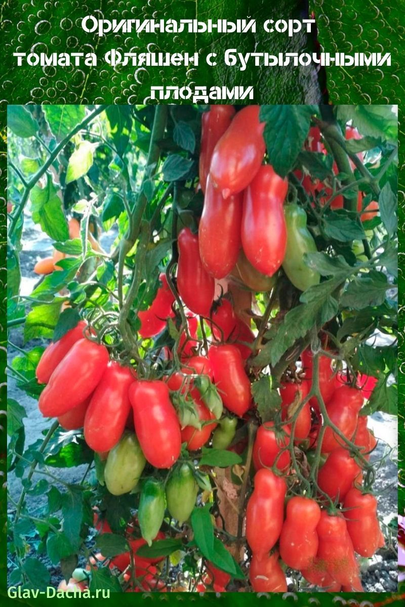 tomaat Fleashen