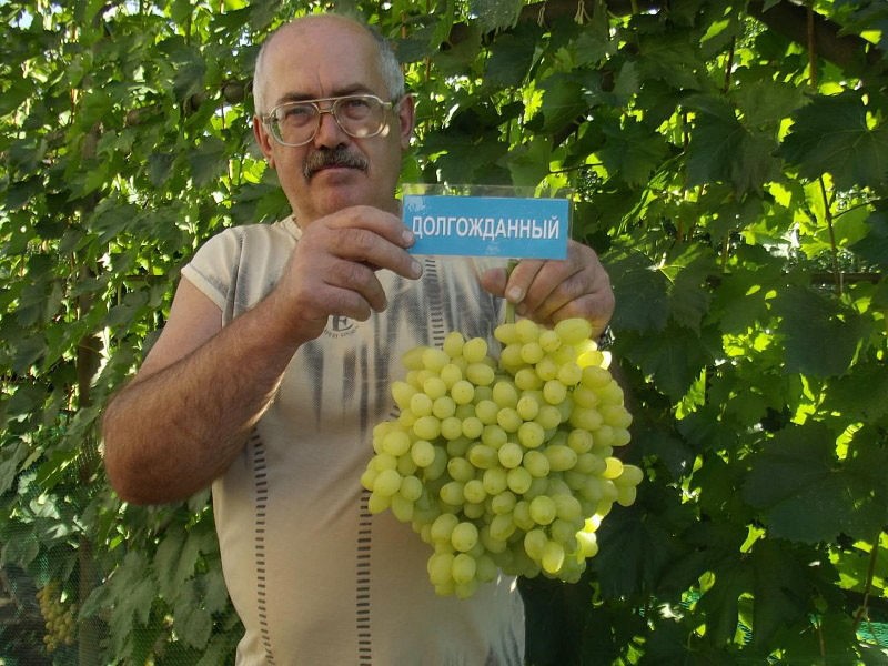 Dugo očekivano grožđe
