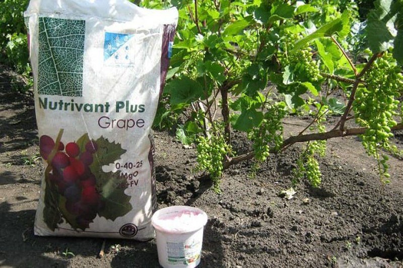 gnojivo za grožđe