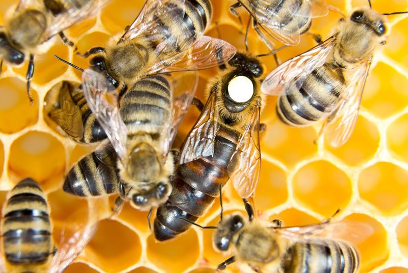 razlikujemo maticu od običnih pčela