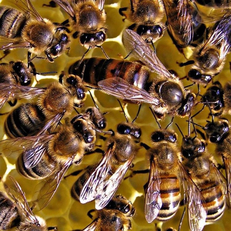 glava pčelinje obitelji