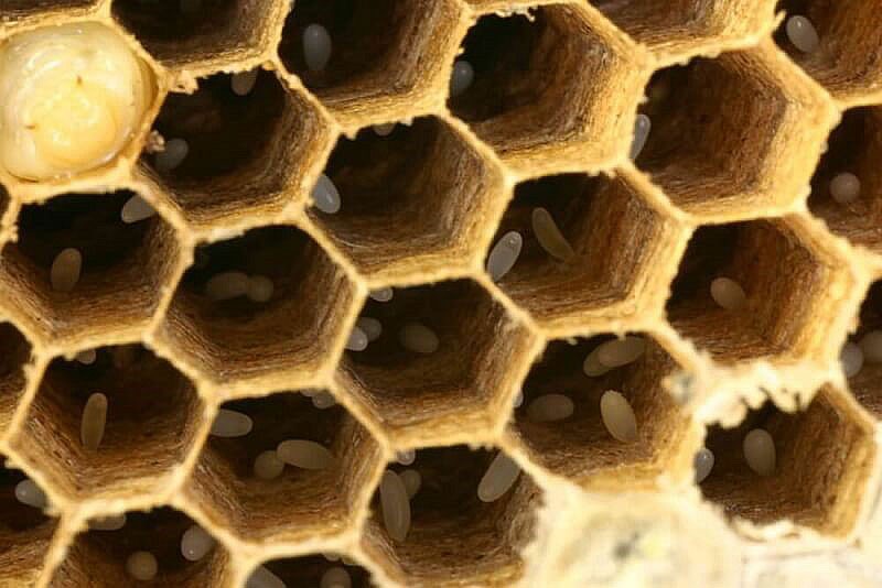 reproduktivna funkcija pčele matice