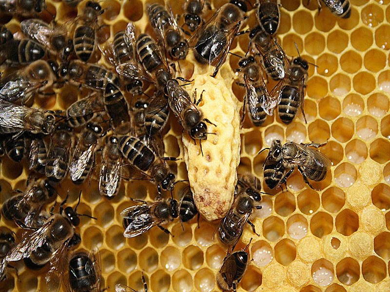 sindikat pčelinjeg roja