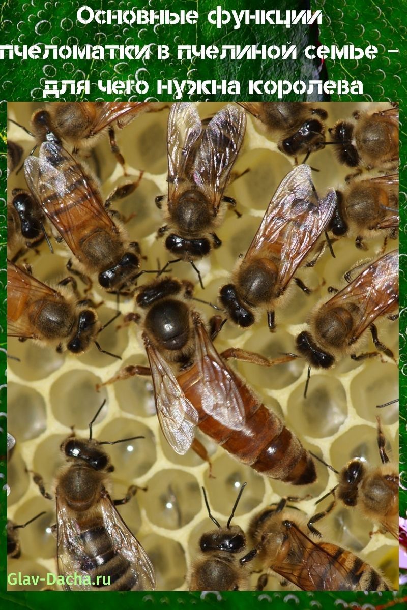 pčela u pčelinjoj obitelji