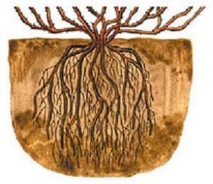 korijenov sustav ogrozda