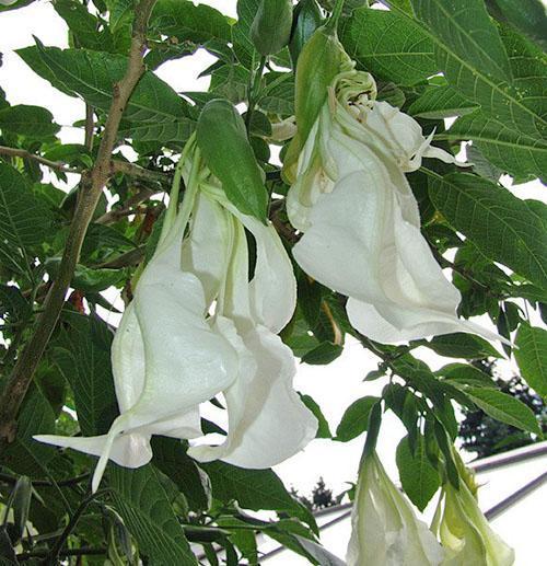 Hibridna brugmansia Shredded White