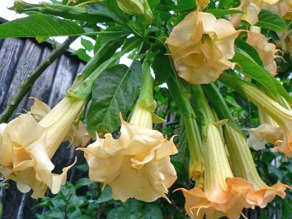 Fotografija cvjetova brugmansije Maslac od lješnjaka