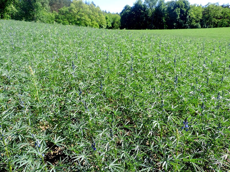 zelenog gnojiva za poboljšanje sastava tla