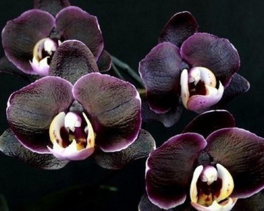 zwarte orchidee
