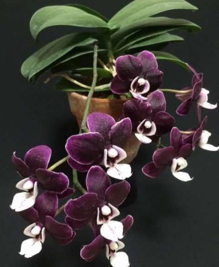 kenmerken van de caoda-orchidee