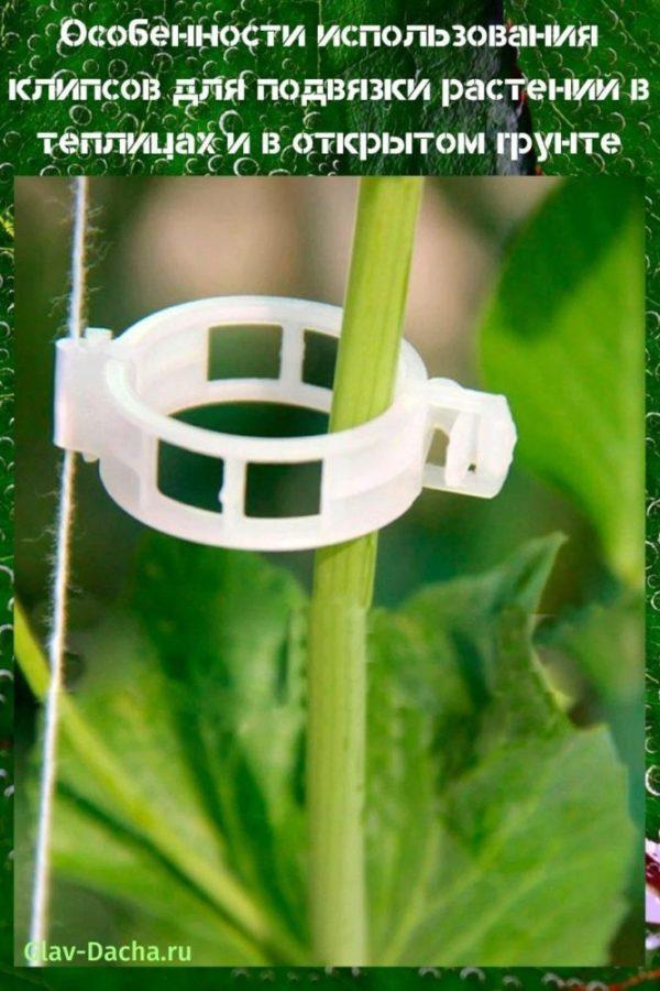 clips voor kousenbanden van planten in kassen