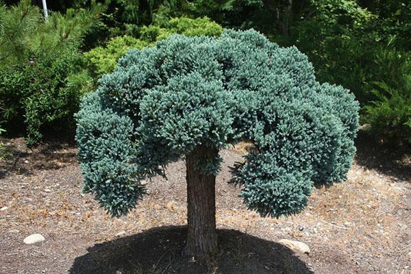 Ponsvorm Juniperus squamata Blue Star Standard