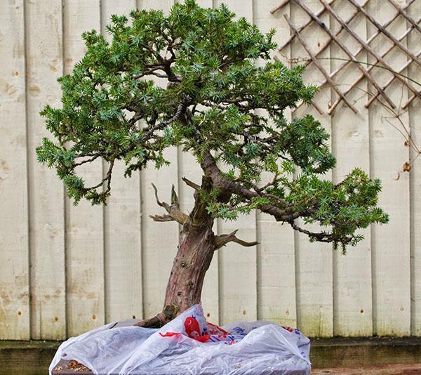 Juniper bonsai geschubde Meyeri