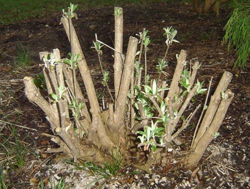busley bush nakon zime
