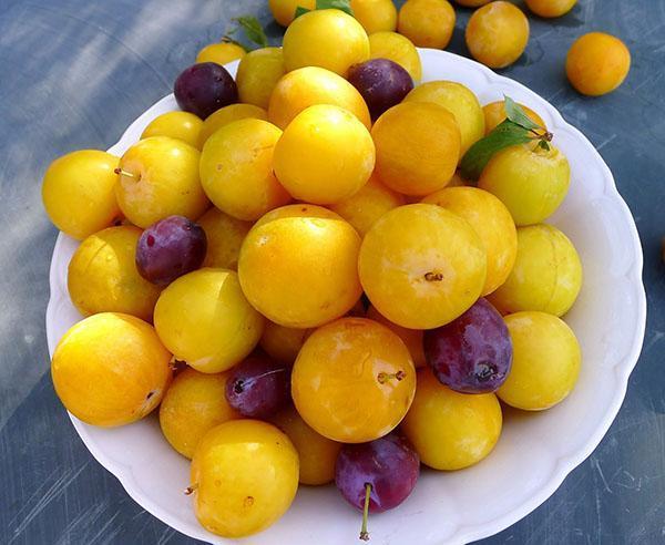 geel pruimenfruit