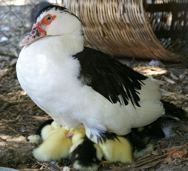 Za uzgoj patki mulard koristi se pekinška patka i muška muška pasmina mošusa.