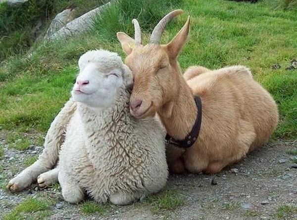 schapen en geiten