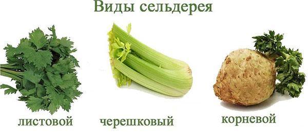 vrste celera