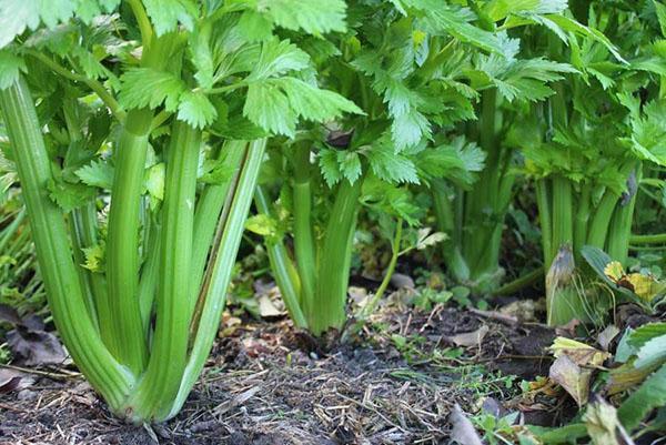 pecelj celer na otvorenom polju