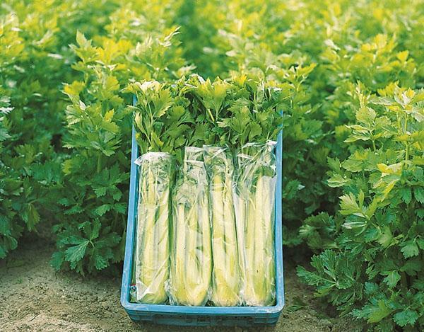 stabljika celera