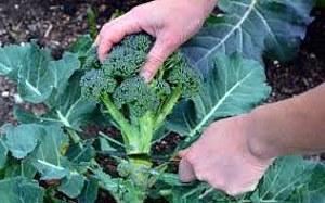 de foto laat zien hoe je broccoli goed snijdt