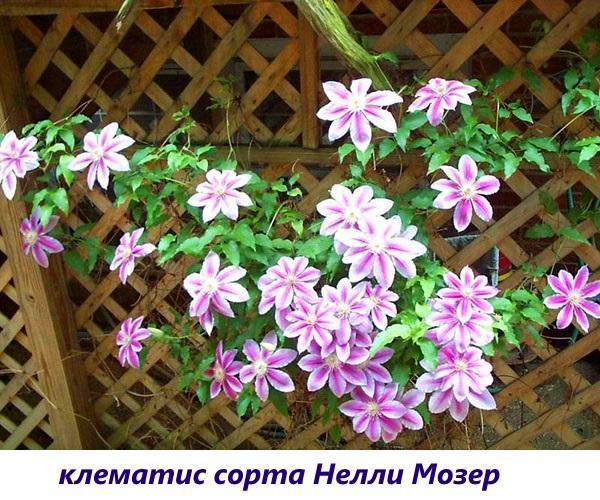 clematis nelly moser