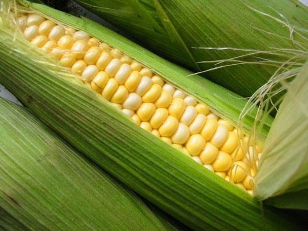 berba kukuruza u zemlji
