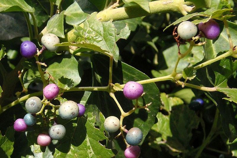 geslacht ampelopsis druivenfamilie