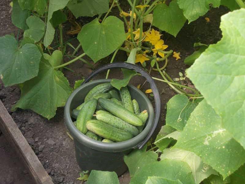 Komkommers Zozulya f1 kweken in de volle grond