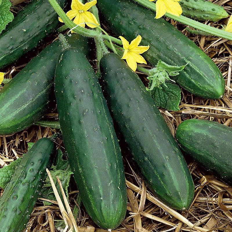 komkommers voor de teelt in een kas of in de volle grond