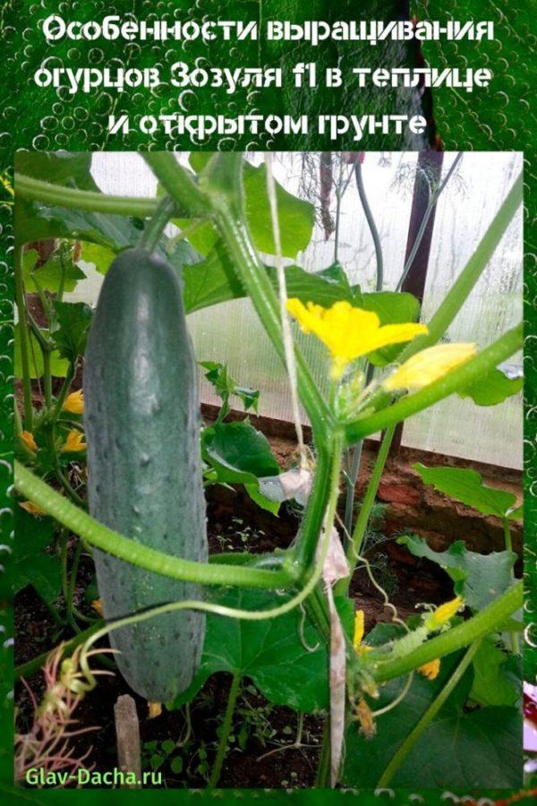 groeiende komkommer zozulya f1