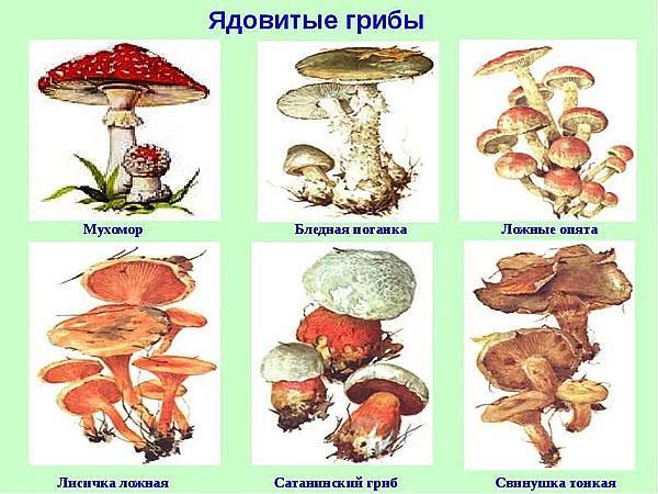 gevaarlijke paddenstoelen