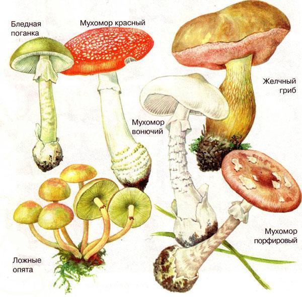 giftige paddenstoelen