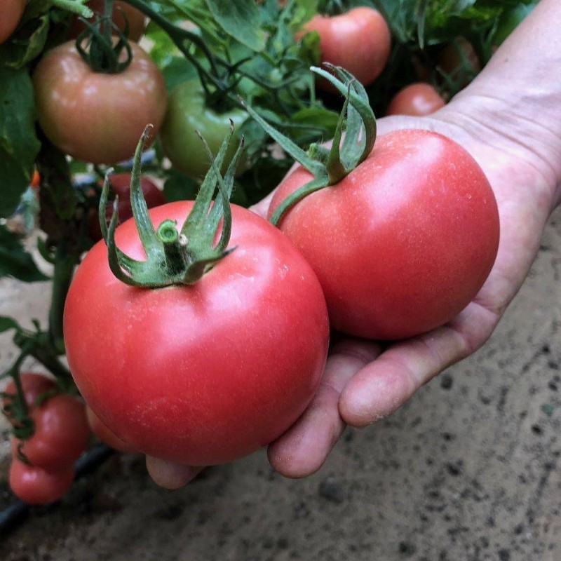 voordelen van bokele tomaat