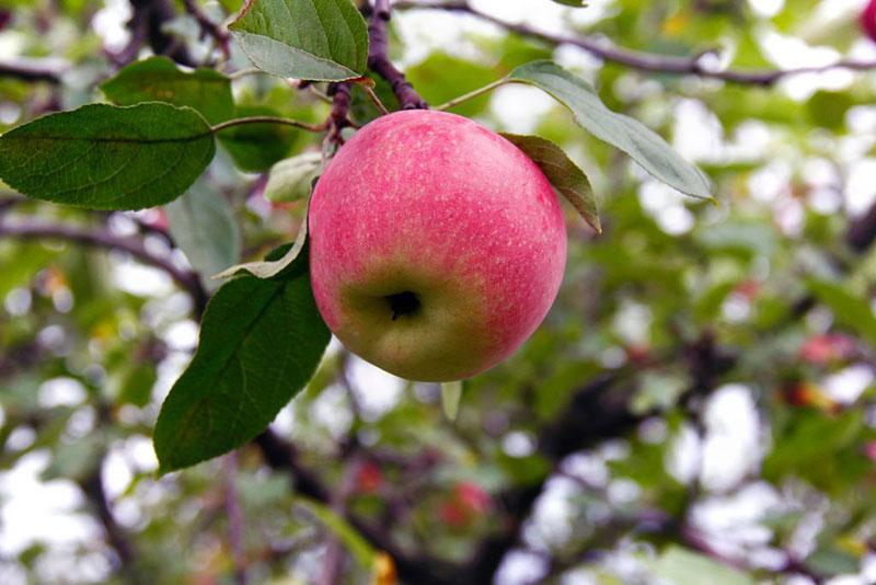 de vrucht van de appelboom de schoonheid van Sverdlovsk