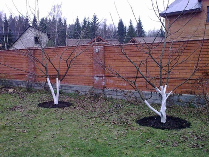 appelboom Krasa Sverdlovsk in de centrale regio's van Rusland