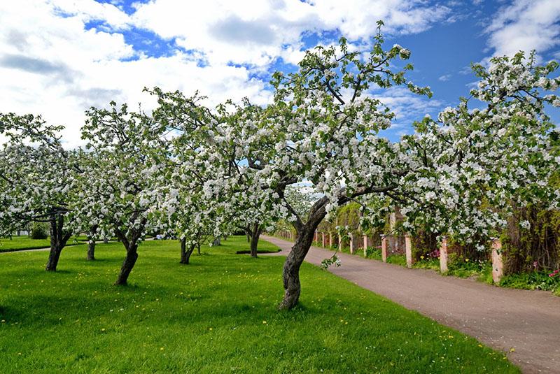 appelboomgaard